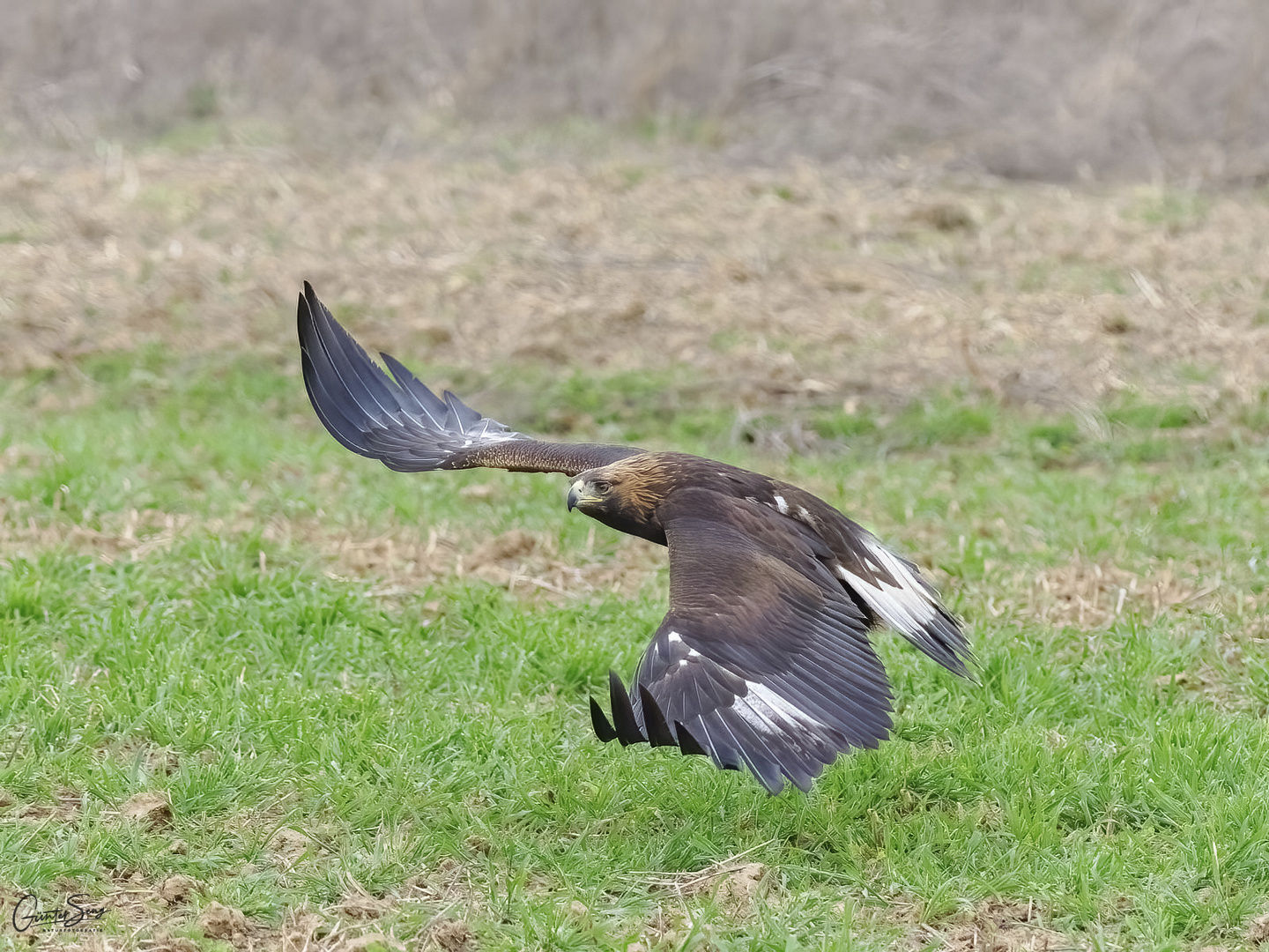 Steinadler im Tiefflug