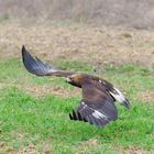 Steinadler im Tiefflug