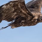 Steinadler im Überflug