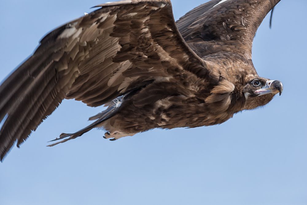 Steinadler im Überflug