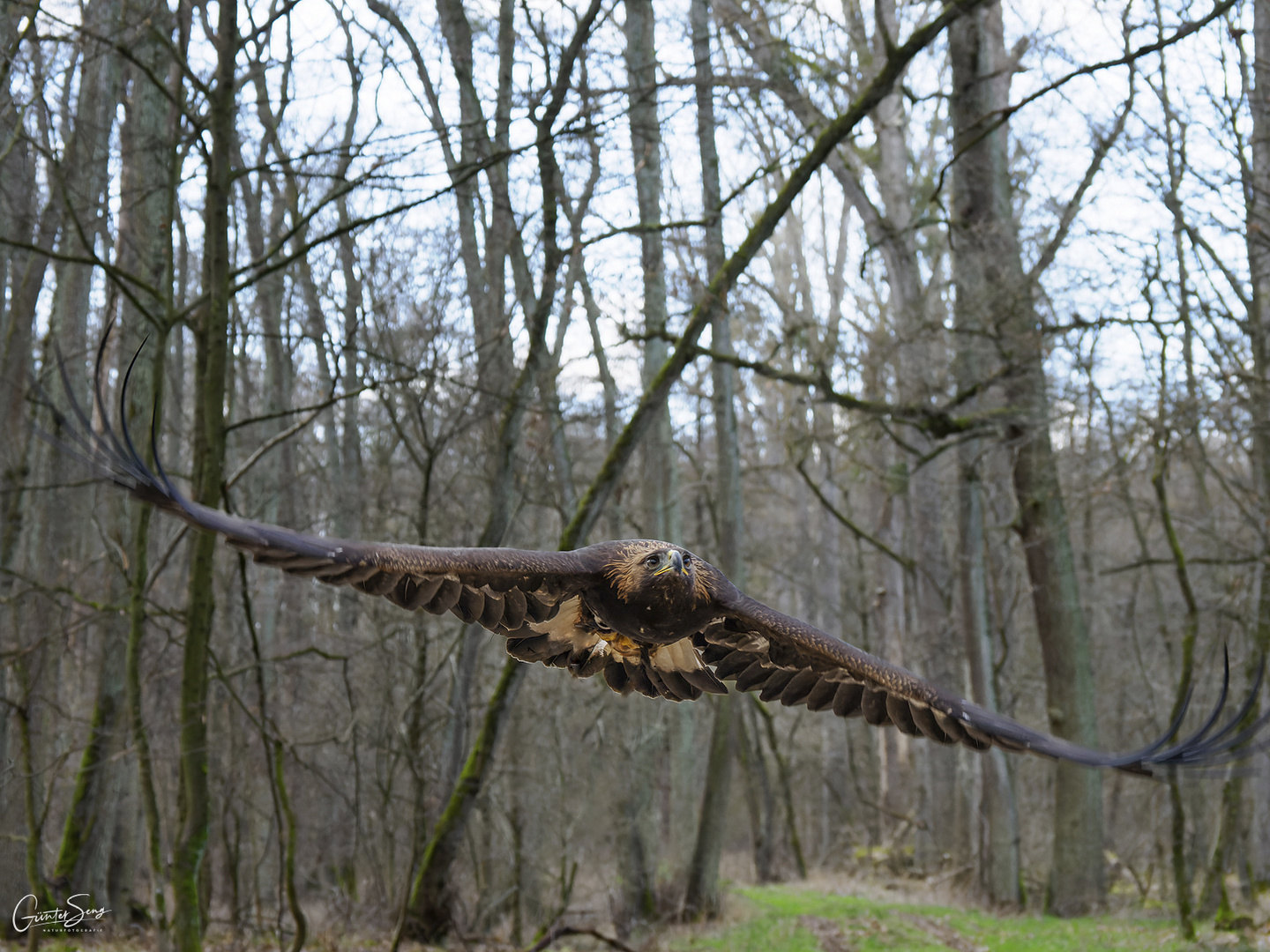 Steinadler im Wald