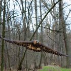 Steinadler im Wald