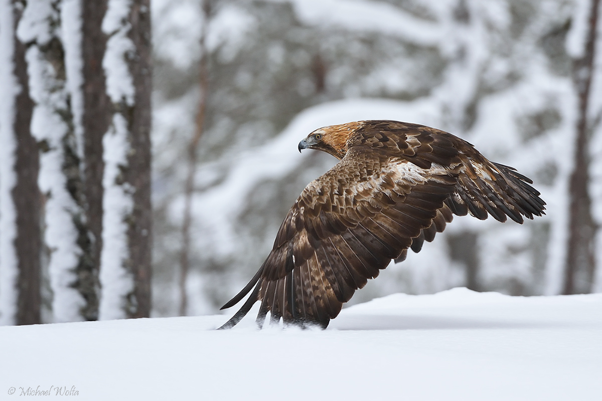 Steinadler im Winterwald