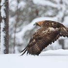 Steinadler im Winterwald