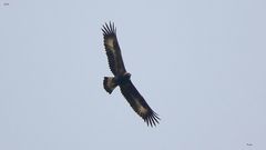 Steinadler in Brandenburg