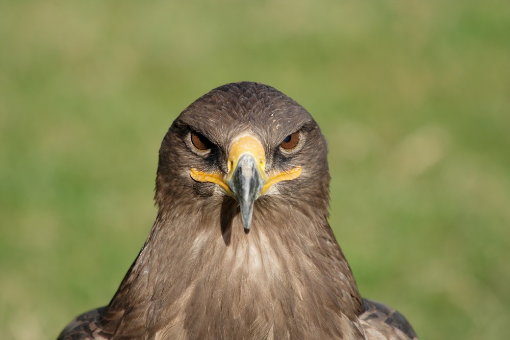 Steinadler in der "alten Fasanerie" in Hanau