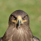 Steinadler in der "alten Fasanerie" in Hanau