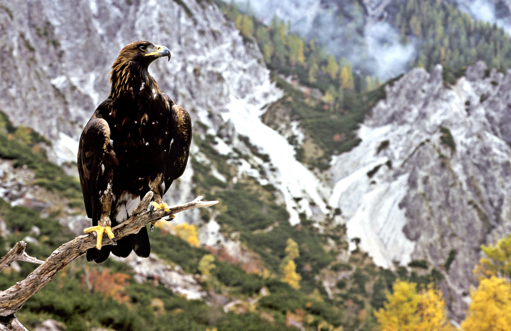 Steinadler in der Natur