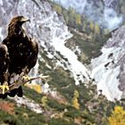 Steinadler in der Natur