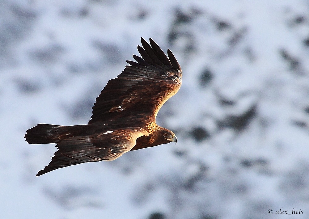 Steinadler in freier Wildbahn..1000% Wildlife