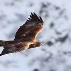 Steinadler in freier Wildbahn..1000% Wildlife