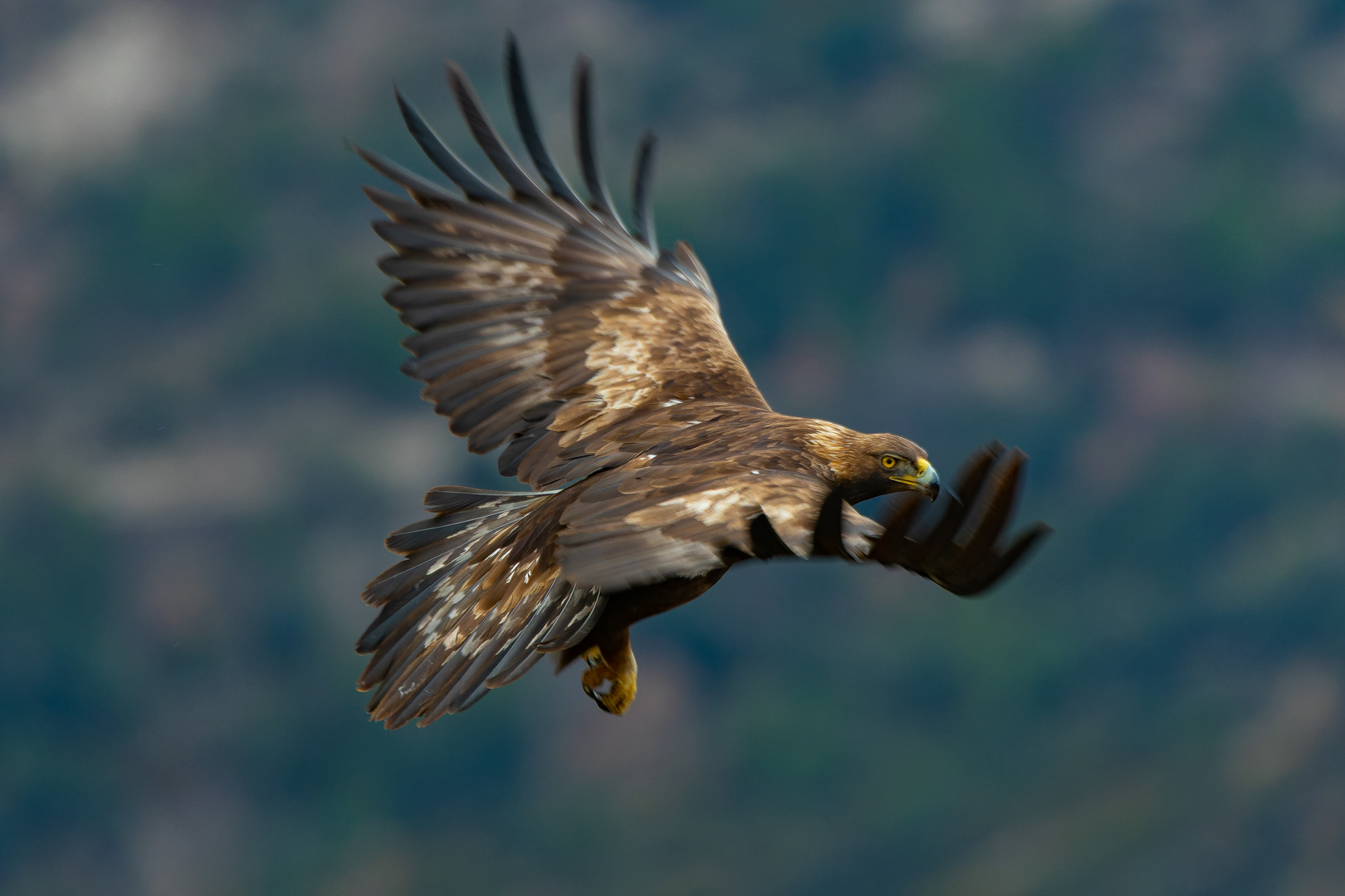 Steinadler in Spanien ( Pyrenäen )