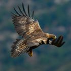 Steinadler in Spanien ( Pyrenäen )