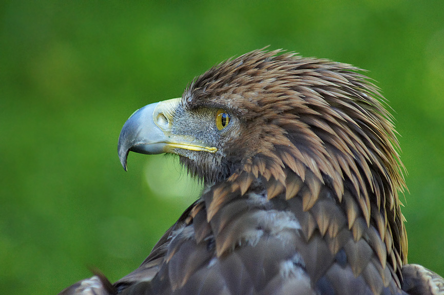 Steinadler in Springe