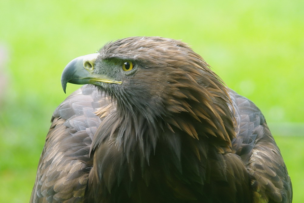 Steinadler in Springe II