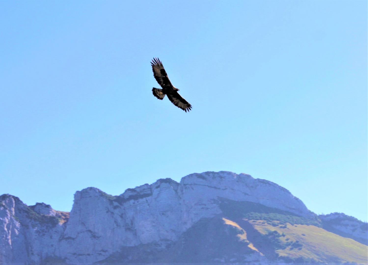 Steinadler in Vorbeiflug über dem Alpstein