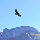 Steinadler in Vorbeiflug über dem Alpstein