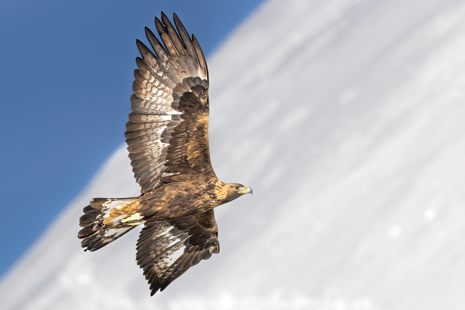 Steinadler in Winter 