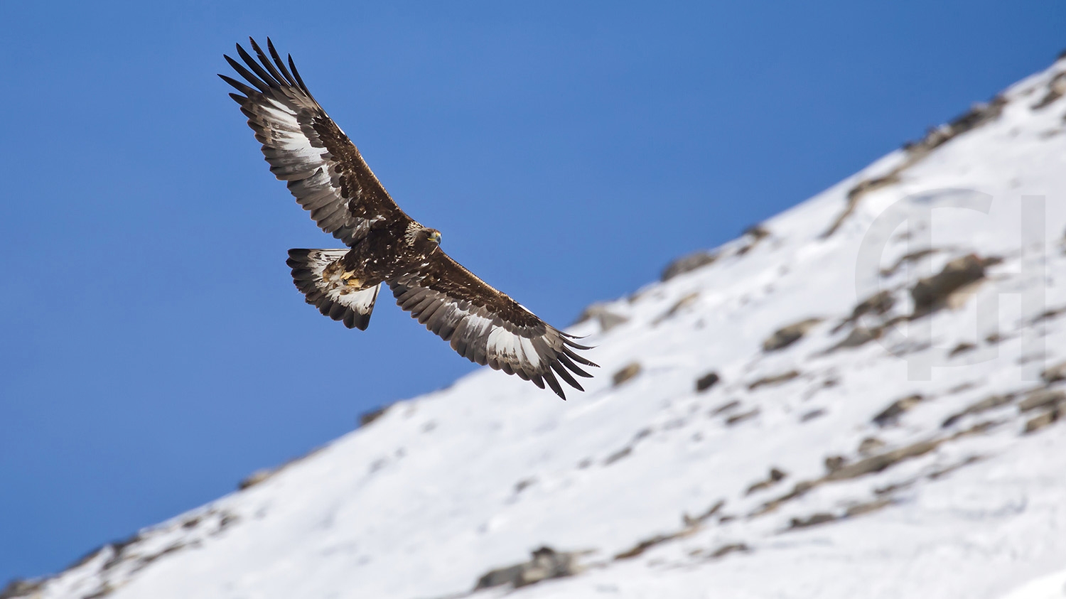 Steinadler-juv--_P2A9395-HGlader Kopie