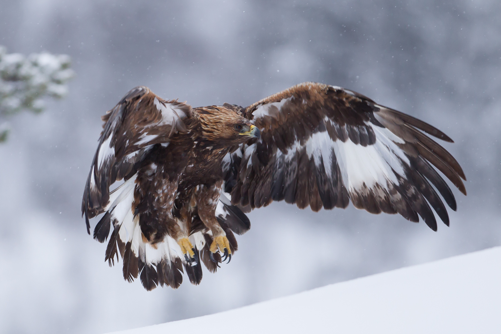 Steinadler: Landeklappen ausgefahren