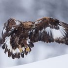 Steinadler: Landeklappen ausgefahren