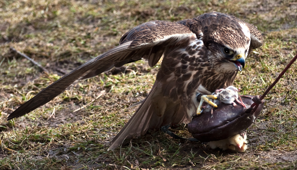 STEINADLER MIT BEUTE