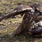 STEINADLER MIT BEUTE