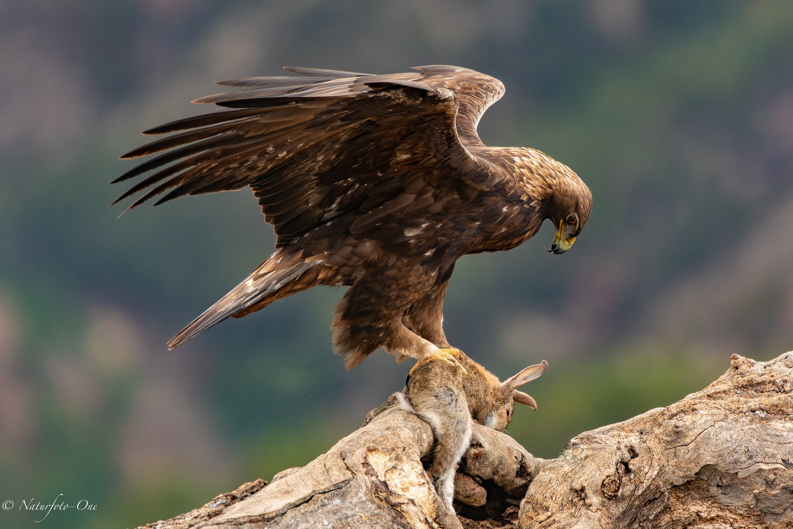 Steinadler mit Beute