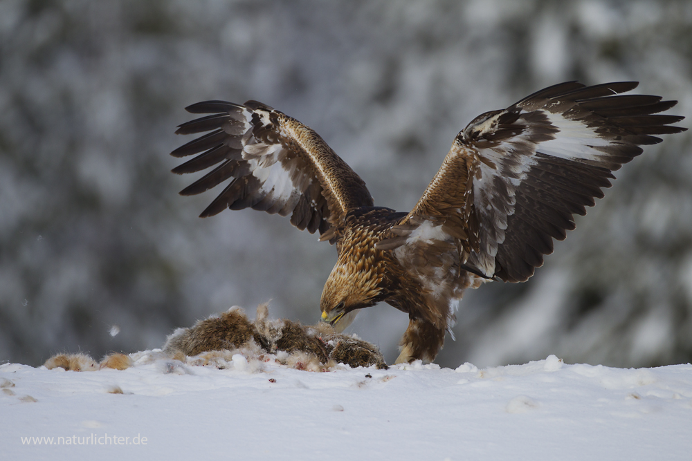 Steinadler mit Beute