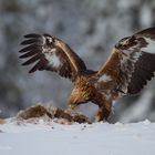 Steinadler mit Beute