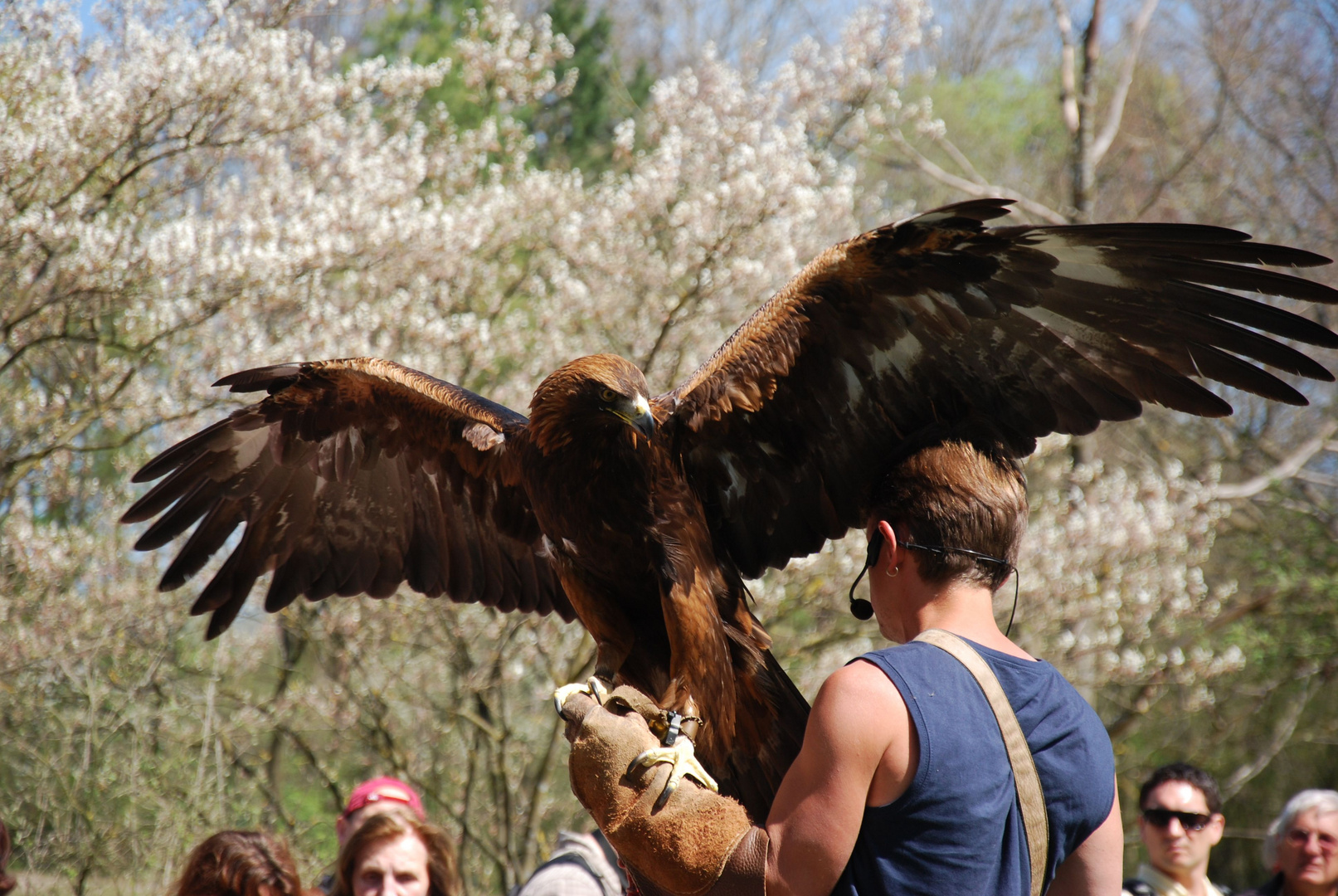 Steinadler mit Falkner / Golden Eagle with Falconer