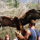 Steinadler mit Falkner / Golden Eagle with Falconer