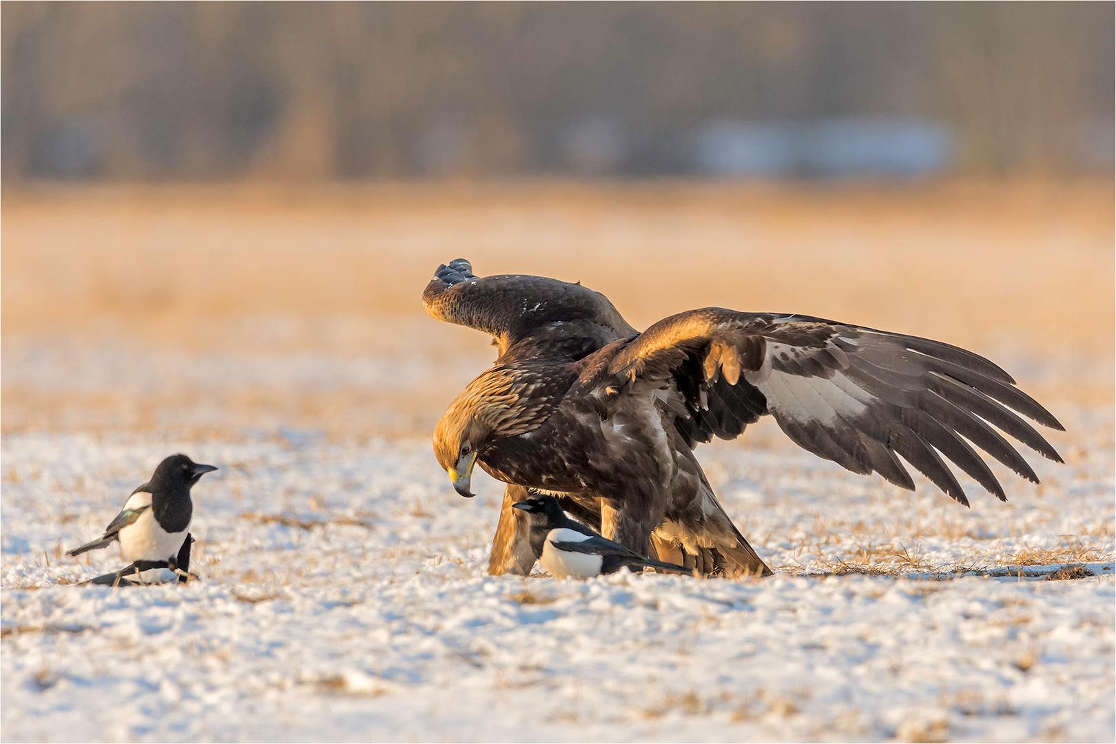 Steinadler mit Fanclub!