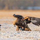 Steinadler mit Fanclub!