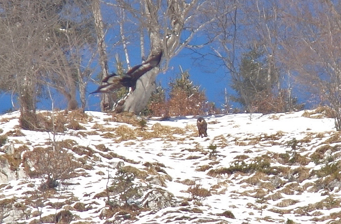 Steinadler mit Gämse 2