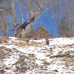 Steinadler mit Gämse 2