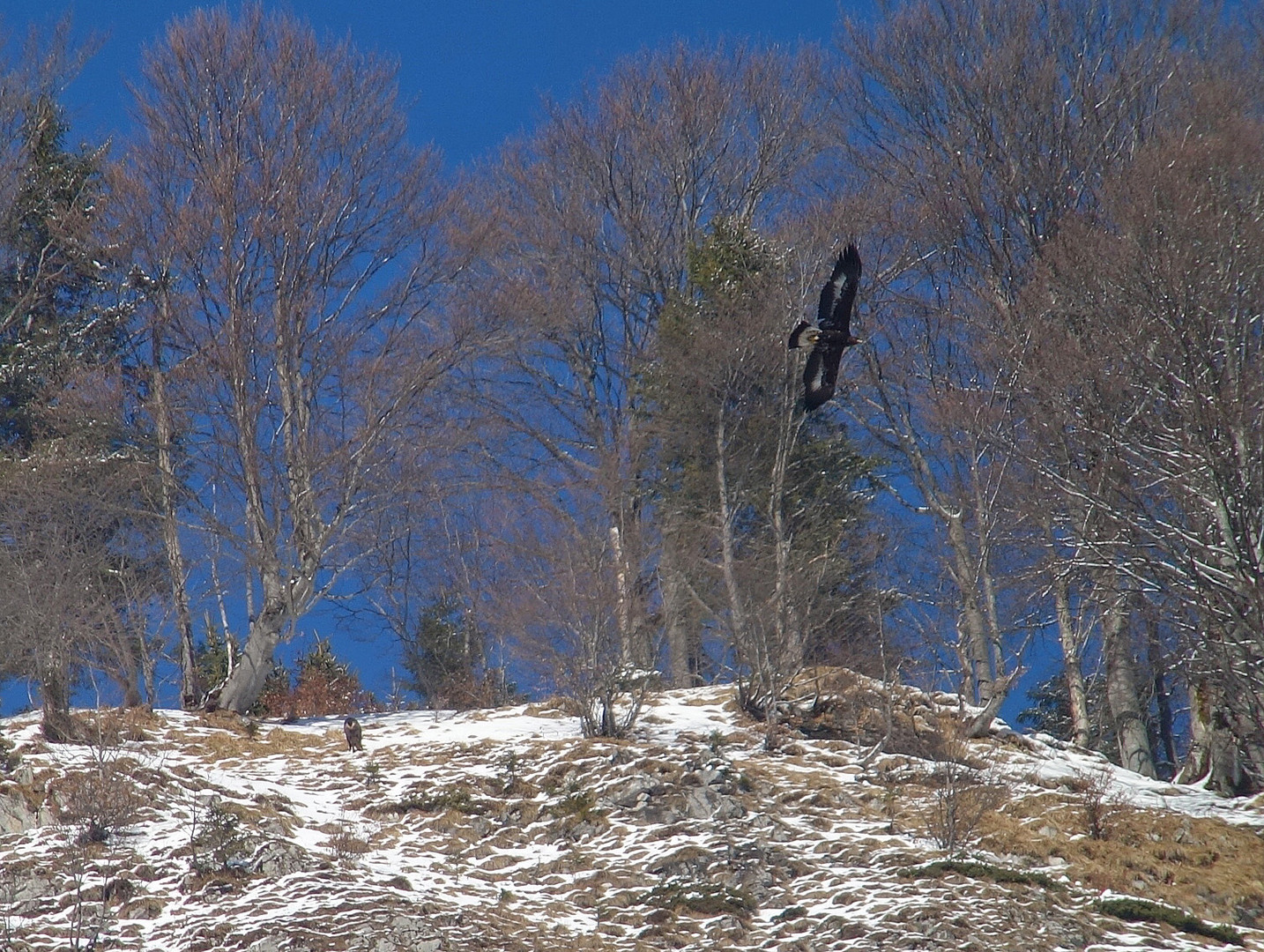 Steinadler mit Gämse