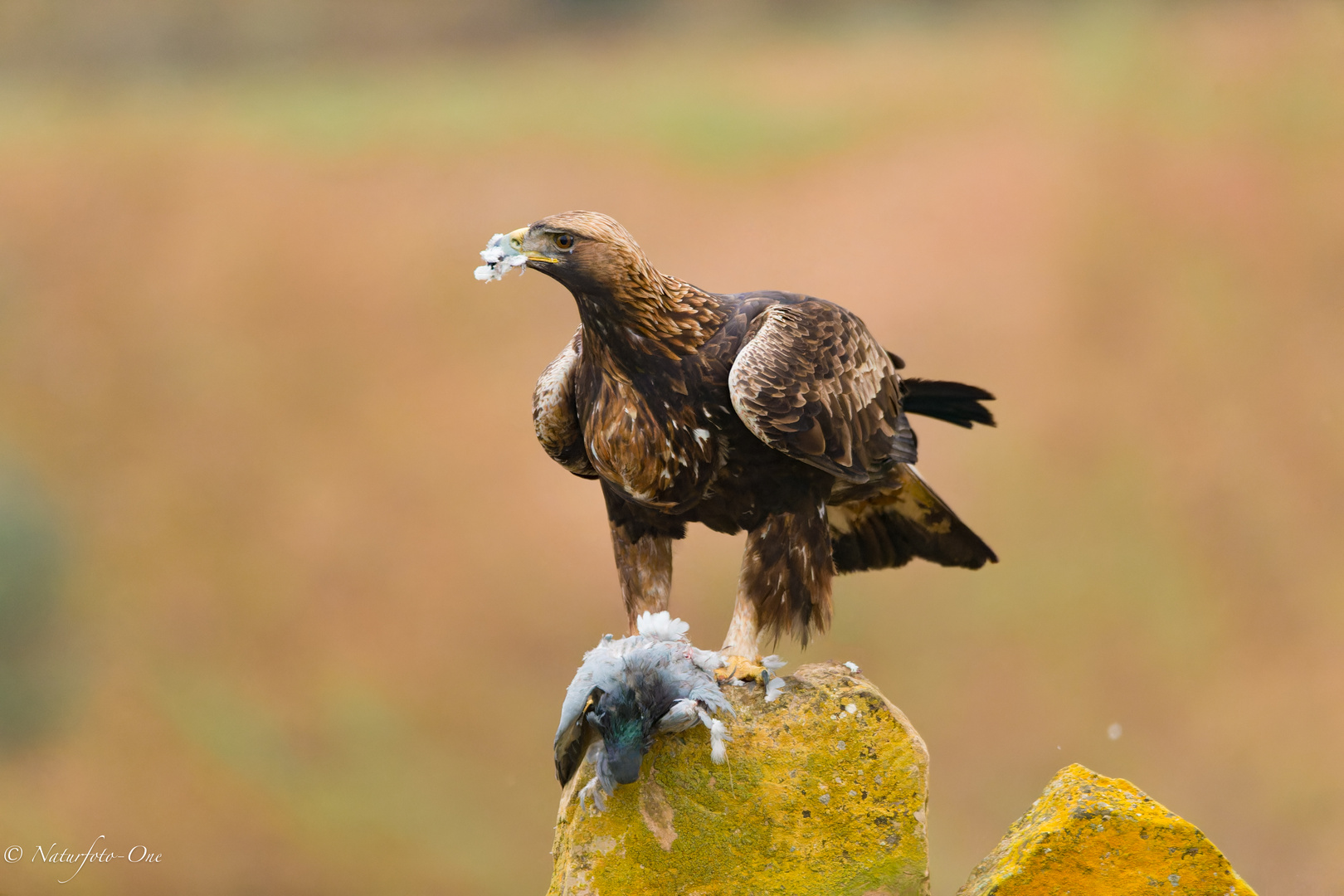 Steinadler mit Mahlzeit