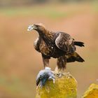 Steinadler mit Mahlzeit