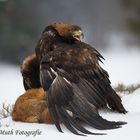 Steinadler mit Rotfuchs