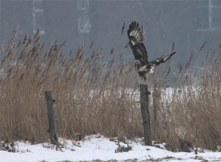 Steinadler-Muster