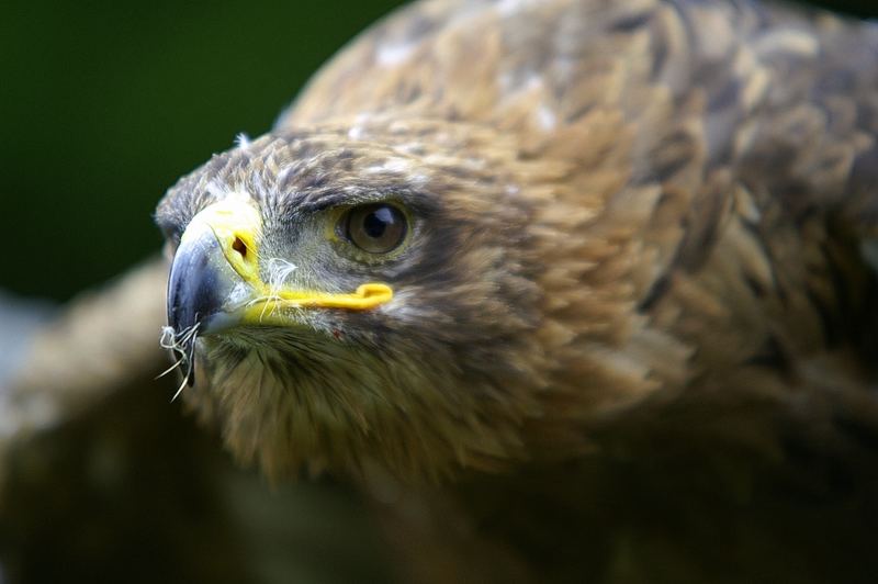 Steinadler, nicht wie zuerst angegeben ein Seeadler