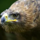 Steinadler, nicht wie zuerst angegeben ein Seeadler