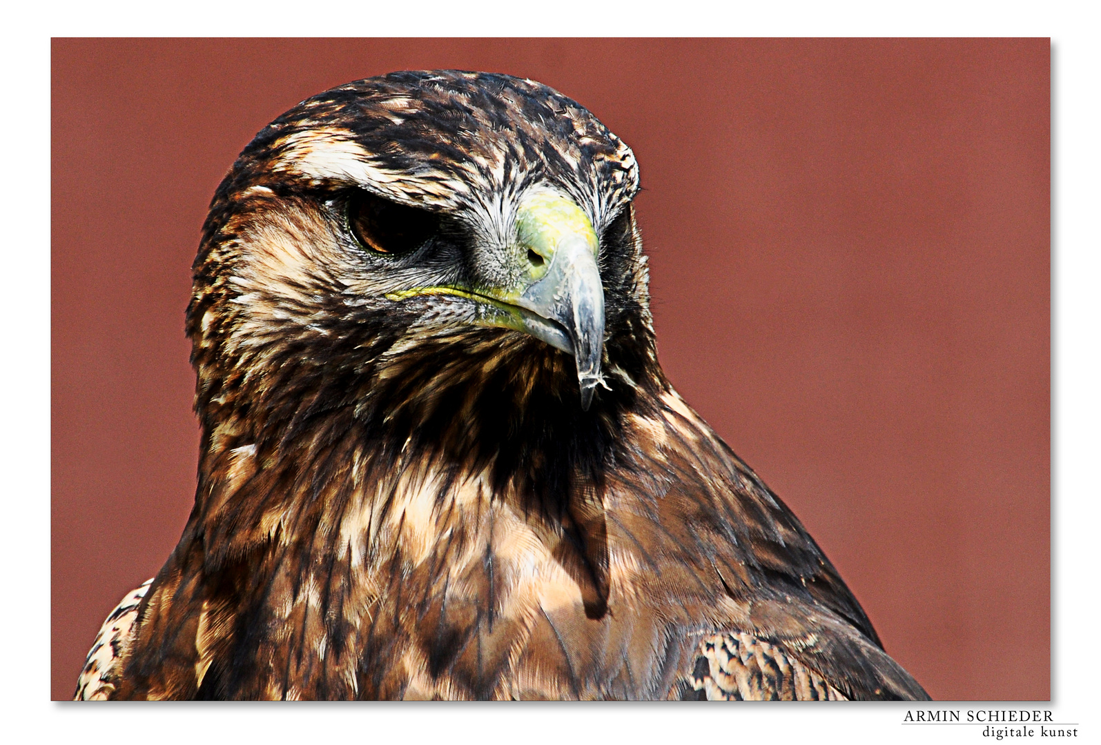Steinadler Oder Busard Foto Bild Tiere Zoo Wildpark Falknerei Vogel Bilder Auf Fotocommunity