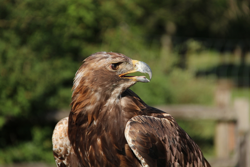 Steinadler Orel im Wildpark Schloss Tambach