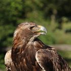 Steinadler Orel im Wildpark Schloss Tambach