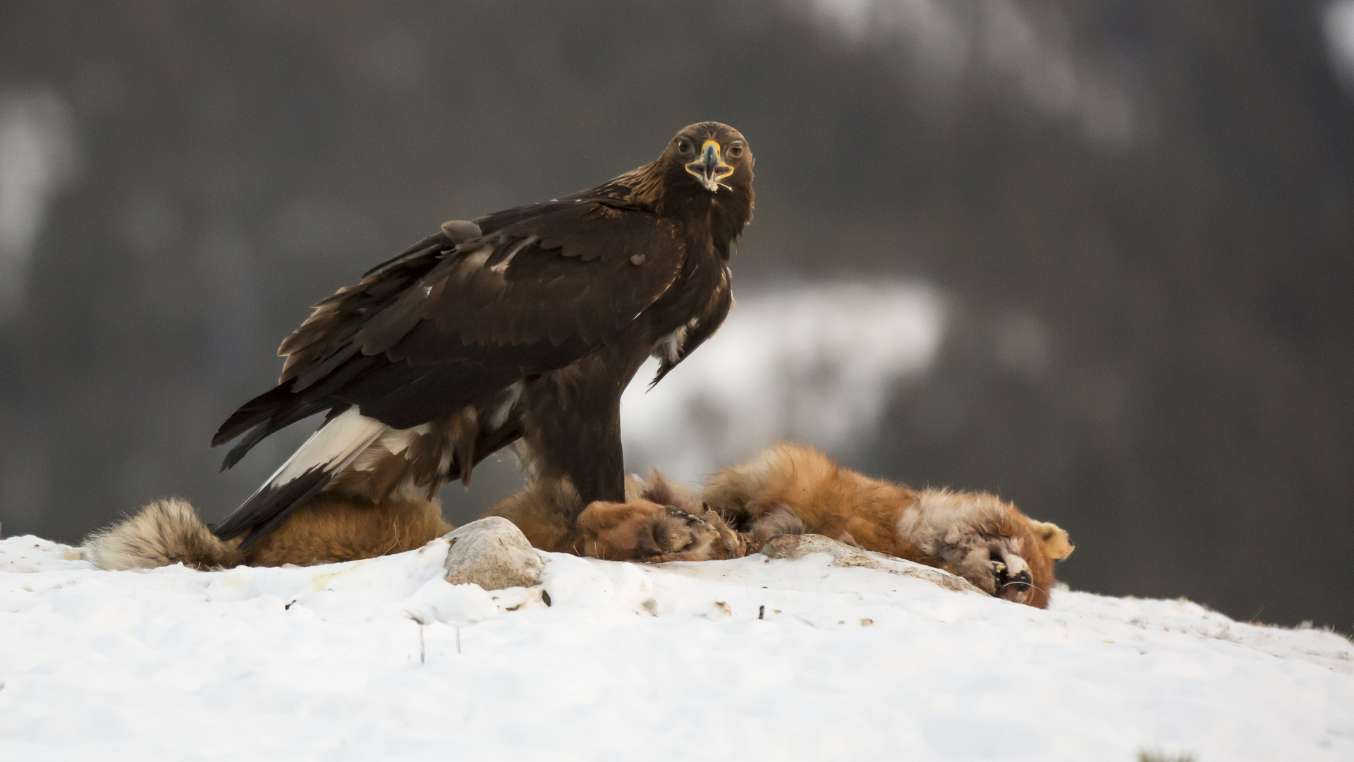 Steinadler Pass auf das ist meine Beute