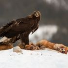 Steinadler Pass auf das ist meine Beute