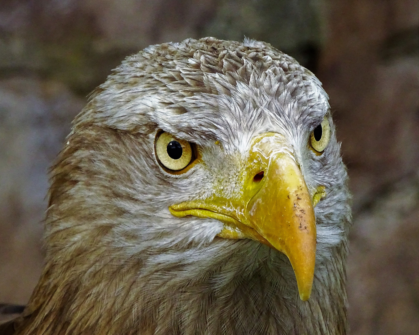 Steinadler Porträt