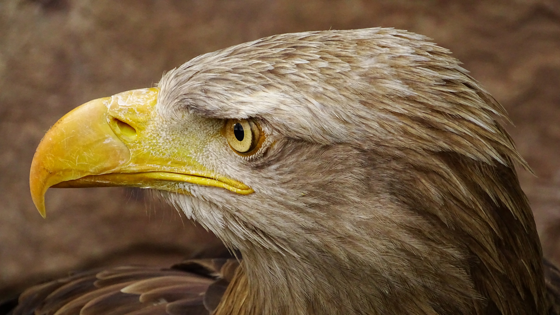 Steinadler Porträt